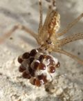 Holochnemus pluchei